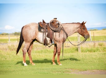 American Quarter Horse, Wałach, 2 lat, Kasztanowatodereszowata