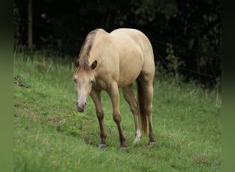 American Quarter Horse, Wałach, 3 lat, 140 cm, Szampańska