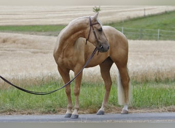 American Quarter Horse, Wałach, 3 lat, 141 cm, Izabelowata