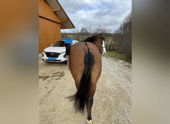 American Quarter Horse, Wałach, 3 lat, 142 cm, Ciemnogniada