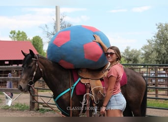 American Quarter Horse, Wałach, 3 lat, 142 cm, Gniada