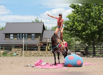 American Quarter Horse, Wałach, 3 lat, 142 cm, Gniada