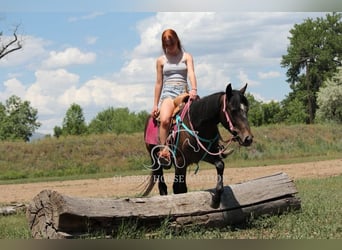 American Quarter Horse, Wałach, 3 lat, 142 cm, Gniada