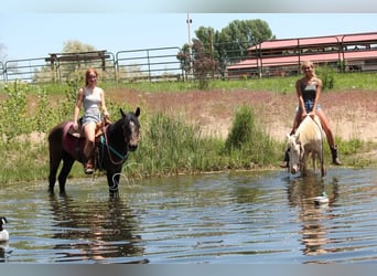 American Quarter Horse, Wałach, 3 lat, 142 cm, Gniada