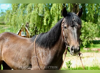 American Quarter Horse, Wałach, 3 lat, 142 cm, Gniada