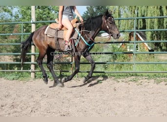 American Quarter Horse, Wałach, 3 lat, 142 cm, Gniada