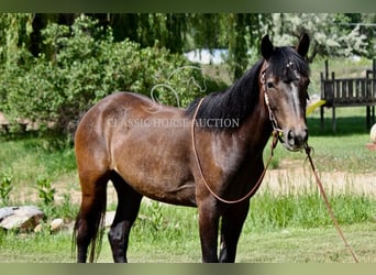 American Quarter Horse, Wałach, 3 lat, 142 cm, Gniada