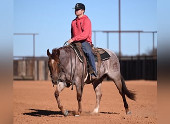 American Quarter Horse, Wałach, 3 lat, 142 cm, Kasztanowatodereszowata