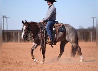 American Quarter Horse, Wałach, 3 lat, 142 cm, Kasztanowatodereszowata