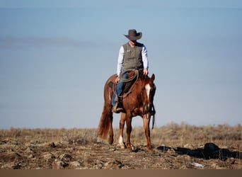 American Quarter Horse, Wałach, 3 lat, 142 cm, Kasztanowatodereszowata