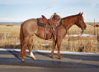 American Quarter Horse, Wałach, 3 lat, 142 cm, Kasztanowatodereszowata