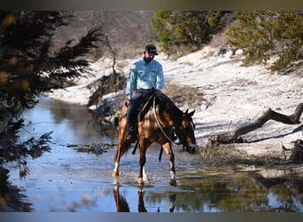American Quarter Horse, Wałach, 3 lat, 145 cm, Bułana