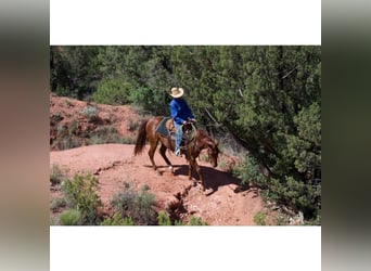 American Quarter Horse, Wałach, 3 lat, 145 cm, Cisawa