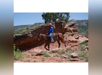 American Quarter Horse, Wałach, 3 lat, 145 cm, Cisawa
