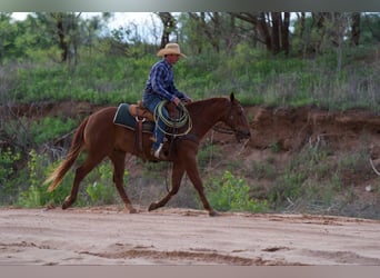 American Quarter Horse, Wałach, 3 lat, 145 cm, Cisawa