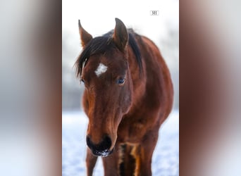 American Quarter Horse, Wałach, 3 lat, 145 cm, Gniada