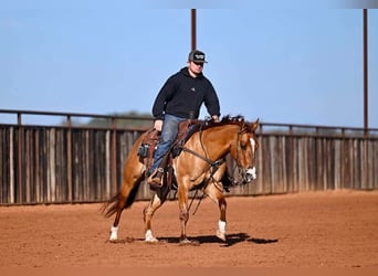 American Quarter Horse, Wałach, 3 lat, 145 cm