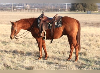 American Quarter Horse, Wałach, 3 lat, 147 cm, Cisawa