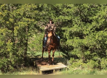 American Quarter Horse, Wałach, 3 lat, 147 cm, Cisawa