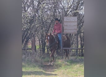 American Quarter Horse, Wałach, 3 lat, 147 cm, Cisawa