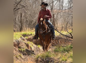 American Quarter Horse, Wałach, 3 lat, 147 cm, Cisawa