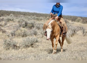 American Quarter Horse, Wałach, 3 lat, 147 cm, Izabelowata
