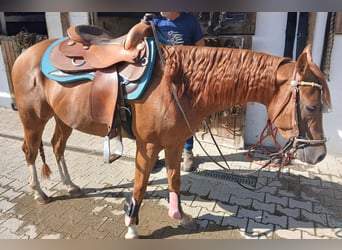 American Quarter Horse, Wałach, 3 lat, 147 cm, Kasztanowata