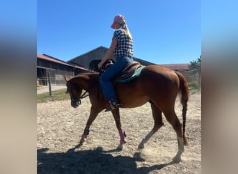 American Quarter Horse, Wałach, 3 lat, 147 cm, Kasztanowata