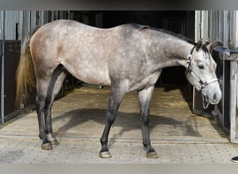 American Quarter Horse, Wałach, 3 lat, 147 cm, Siwa jabłkowita