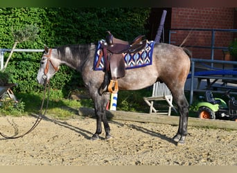 American Quarter Horse, Wałach, 3 lat, 147 cm, Siwa jabłkowita
