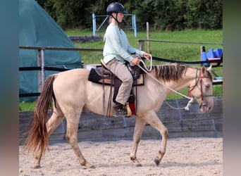 American Quarter Horse, Wałach, 3 lat, 147 cm, Szampańska