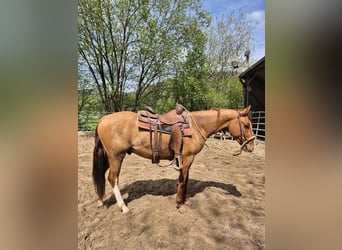 American Quarter Horse, Wałach, 3 lat, 148 cm, Bułana