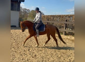 American Quarter Horse, Wałach, 3 lat, 148 cm, Bułana