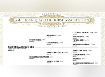 American Quarter Horse, Wałach, 3 lat, 148 cm, Ciemnokasztanowata