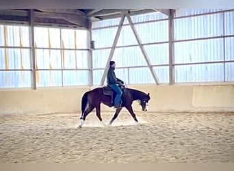 American Quarter Horse, Wałach, 3 lat, 148 cm, Gniada