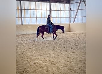 American Quarter Horse, Wałach, 3 lat, 148 cm, Gniada