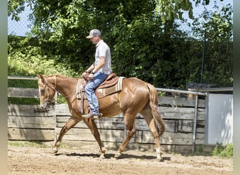 American Quarter Horse, Wałach, 3 lat, 148 cm, Kasztanowata