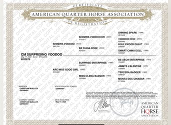American Quarter Horse, Wałach, 3 lat, 148 cm, Kasztanowata