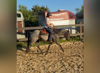 American Quarter Horse, Wałach, 3 lat, 149 cm, Karodereszowata