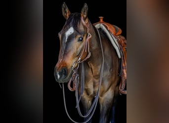 American Quarter Horse, Wałach, 3 lat, 150 cm, Ciemnogniada