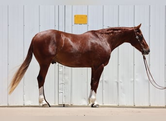 American Quarter Horse, Wałach, 3 lat, 150 cm, Cisawa