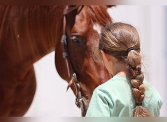 American Quarter Horse, Wałach, 3 lat, 150 cm, Cisawa