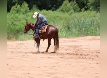 American Quarter Horse, Wałach, 3 lat, 150 cm, Cisawa