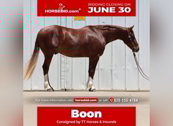 American Quarter Horse, Wałach, 3 lat, 150 cm, Cisawa