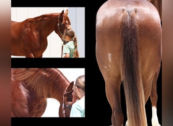 American Quarter Horse, Wałach, 3 lat, 150 cm, Cisawa