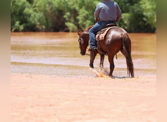 American Quarter Horse, Wałach, 3 lat, 150 cm, Cisawa