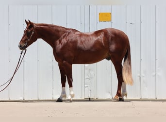 American Quarter Horse, Wałach, 3 lat, 150 cm, Cisawa