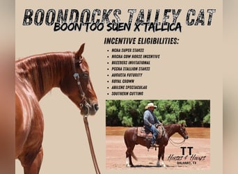 American Quarter Horse, Wałach, 3 lat, 150 cm, Cisawa