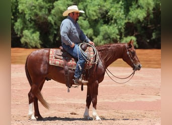American Quarter Horse, Wałach, 3 lat, 150 cm, Cisawa