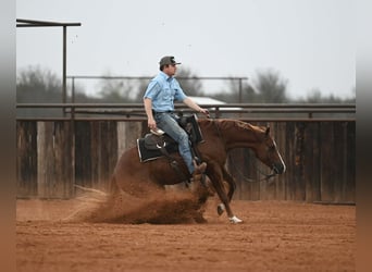 American Quarter Horse, Wałach, 3 lat, 150 cm, Cisawa